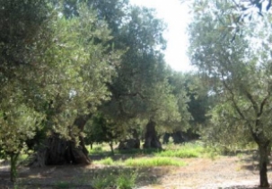 Alberi di ulivo